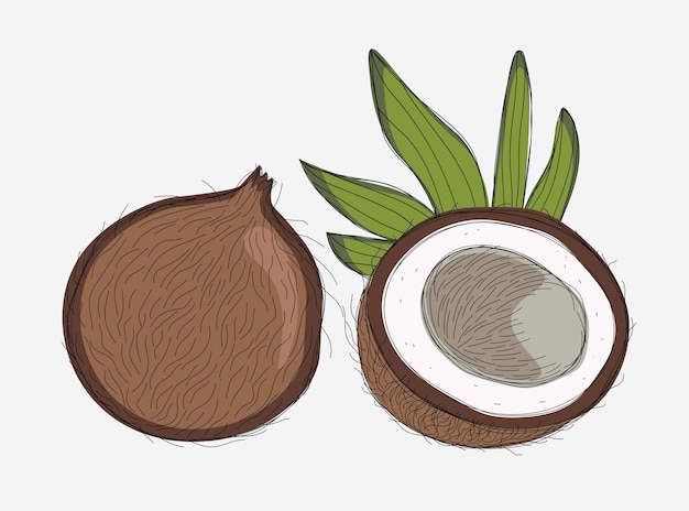 Рисунок кокоса с половинкой и листьями