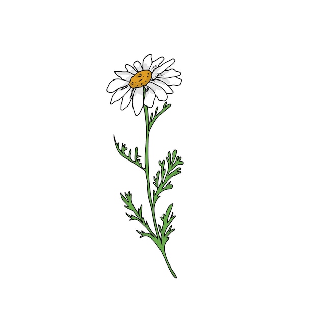 A drawing of a daisy on a white background.