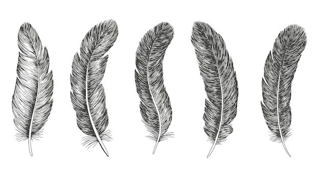 A drawing of feathers that are black and white