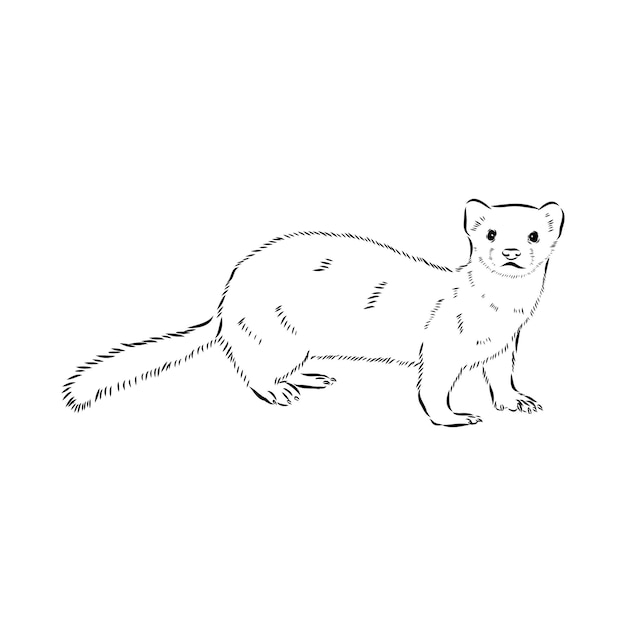 Drawing of ferret vector illustration isolated on white mink animal vector sketch illustration