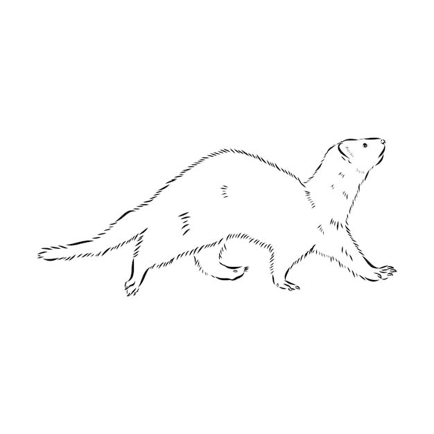 Drawing of ferret vector illustration isolated on white mink animal vector sketch illustration