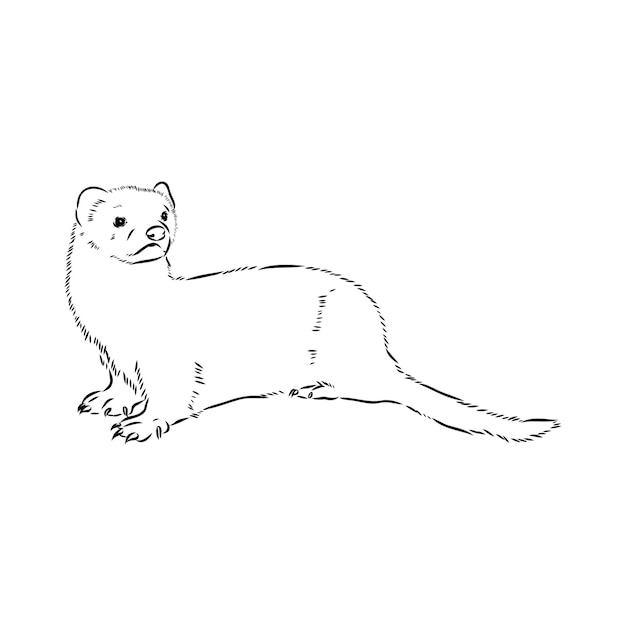 Drawing of ferret vector illustration isolated on white mink animal vector sketch illustration