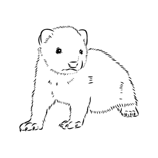 Vector drawing of ferret vector illustration isolated on white mink animal vector sketch illustration