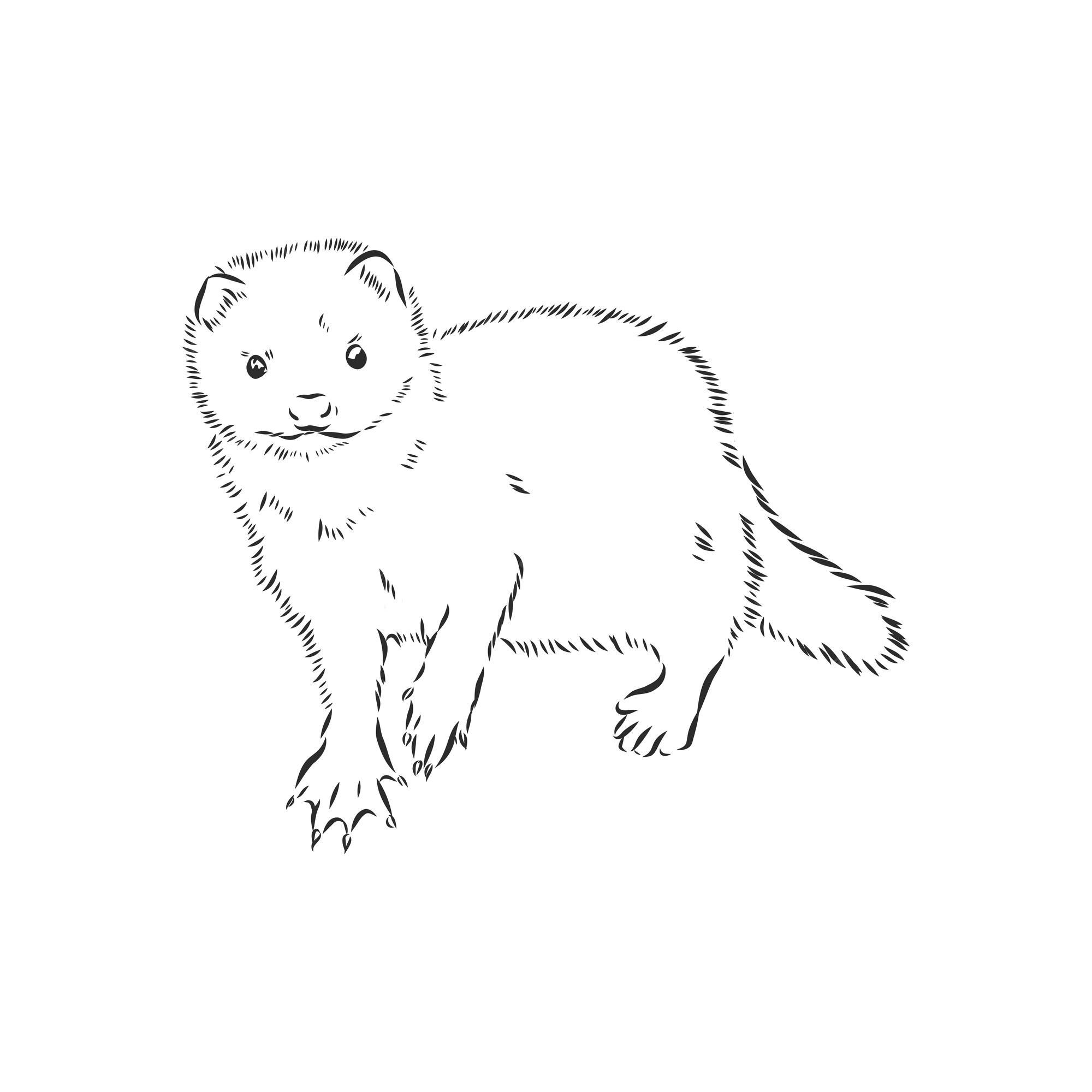Premium Vector | Drawing of ferret, vector illustration isolated on white.  mink animal, vector sketch illustration
