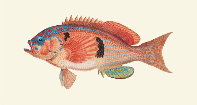 Vettore disegno di un pesce