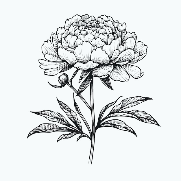 その上にピオニーという言葉がある花の絵