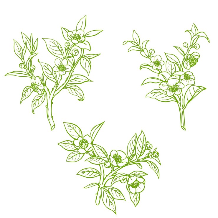 Vector the drawing of flowers and berries is drawn in green