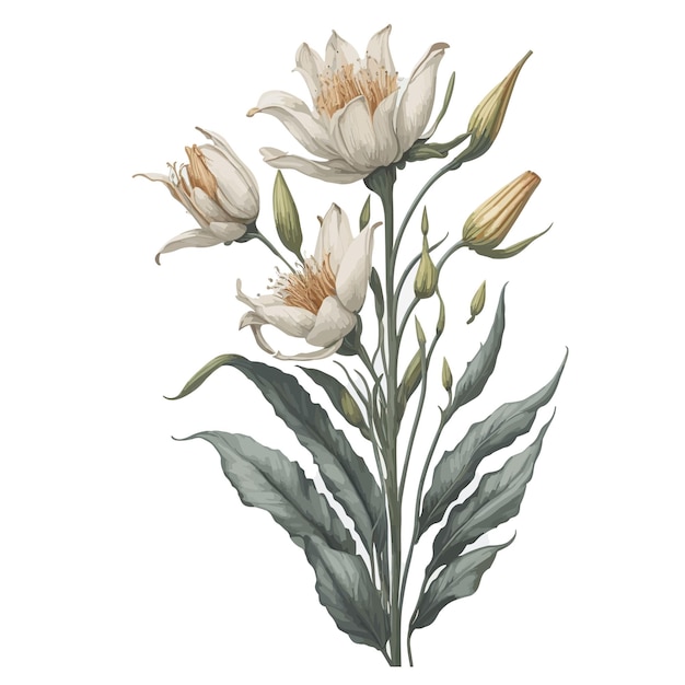 a drawing of flowers with the word tulips on it