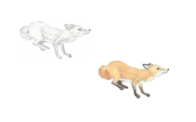 Drawing of a fox drawn in pencil and watercolor