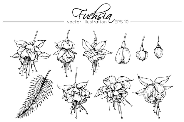 Drawing fuchsia flowers