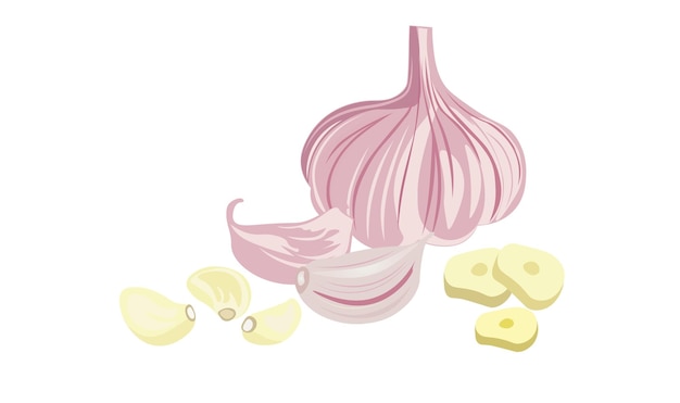 Vector a drawing of a garlic and garlic