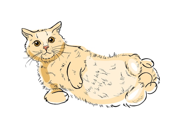 Vector drawing of a ginger cat laying on its back