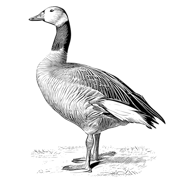 A drawing of a goose with the word duck on it