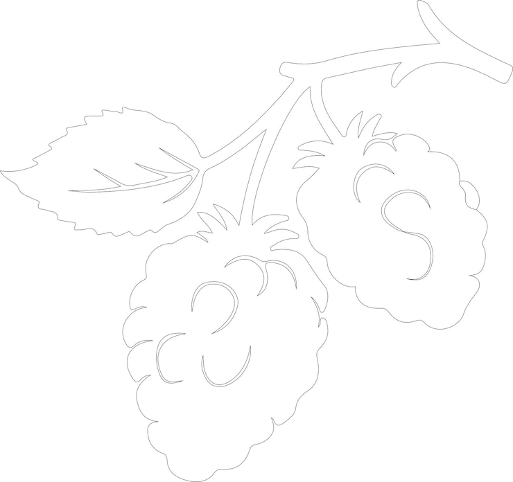 Vector a drawing of a grape with a leaf on it