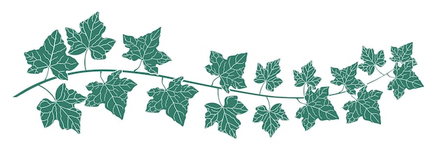 Vector drawing of green ivy leaves