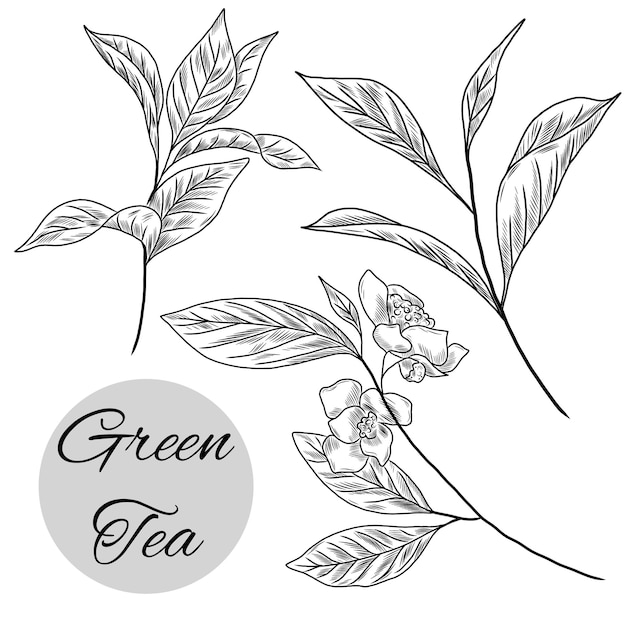 Vector a drawing of green tea with the word green on it