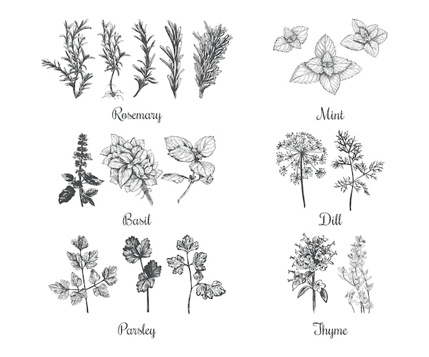 A drawing of herbs and herbs