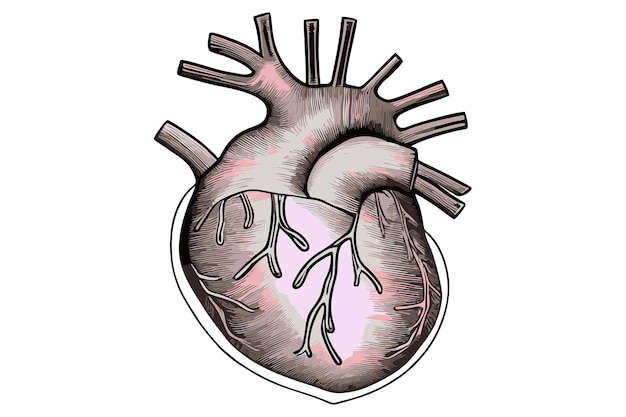 Vector a drawing of a human heart.