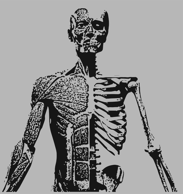 Vector a drawing of a human skeleton with the skeleton shown.