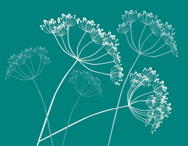 Drawing of inflorescences of umbrella plants