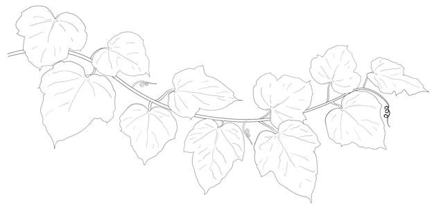 Drawing of ivy leaves