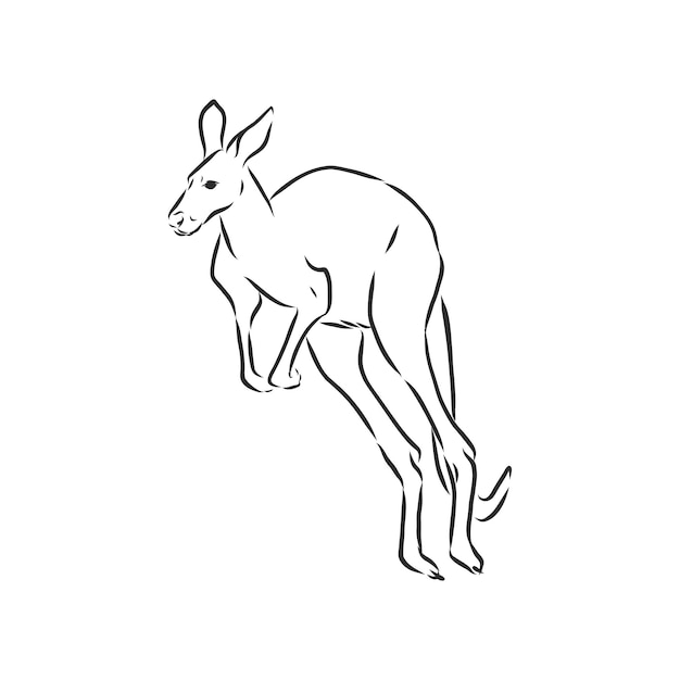 Drawing of a kangaroo. Vector illustration. kangaroo vector sketch illustration