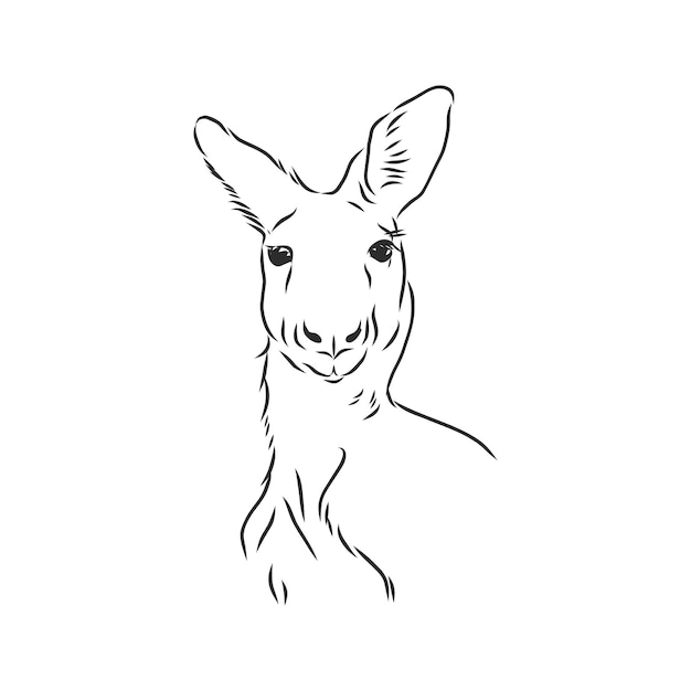 Drawing of a kangaroo. Vector illustration. kangaroo vector sketch illustration