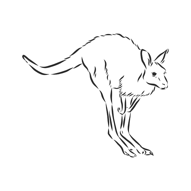 Premium Vector | Drawing of a kangaroo. vector illustration. kangaroo ...