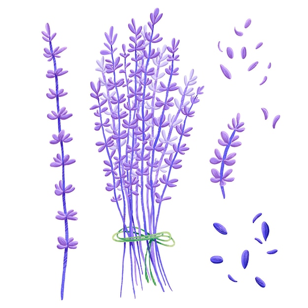 Disegnare la lavanda