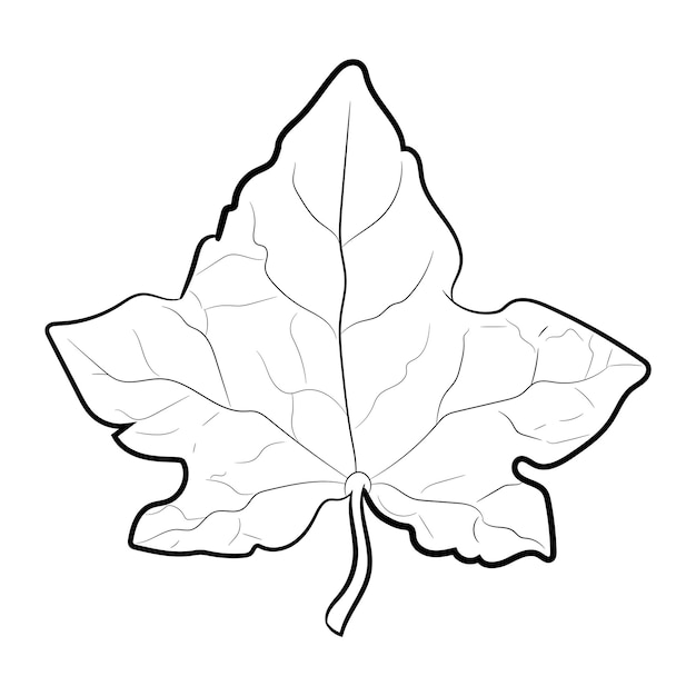 Drawing of leaf isolated on white