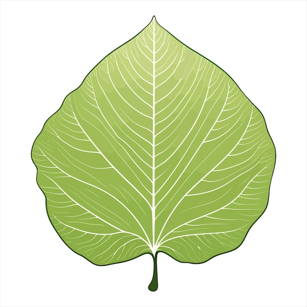 a drawing of a leaf that has the word quot the name quot on it