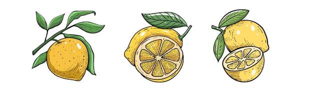 Un disegno di un limone con sopra la parola limone