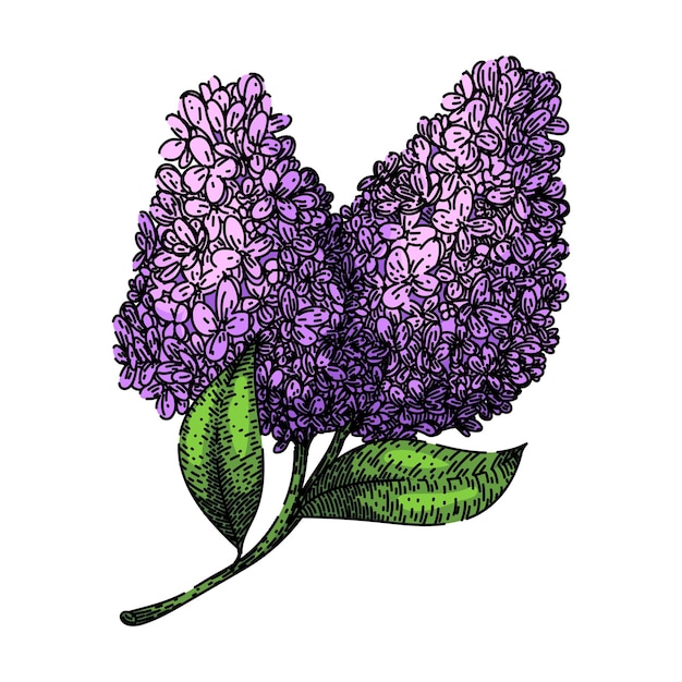 Vector drawing lilac sketch hand drawn vector