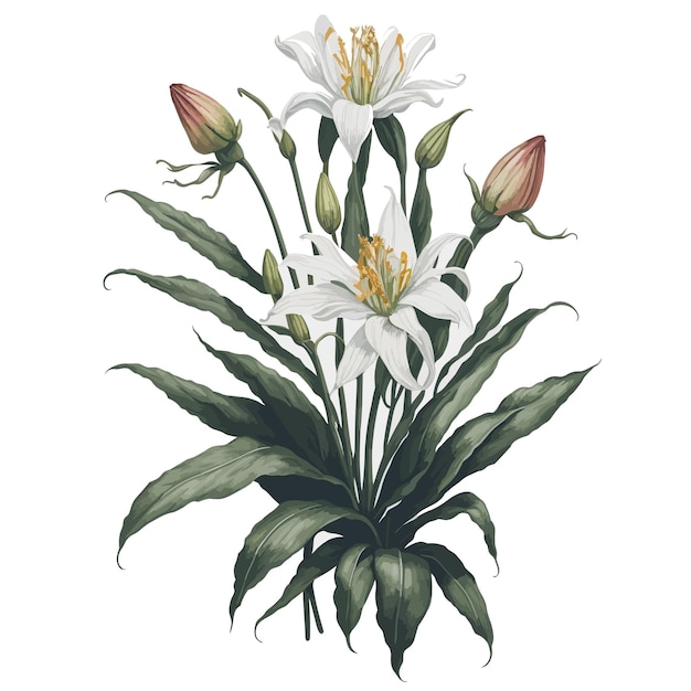 a drawing of a lily with the name lily of the valley