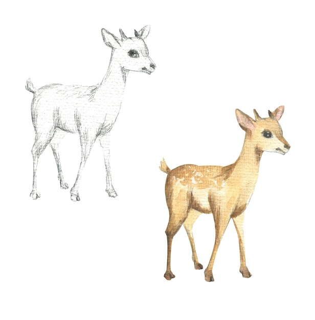 Disegno di un piccolo cervo a matita e acquerello