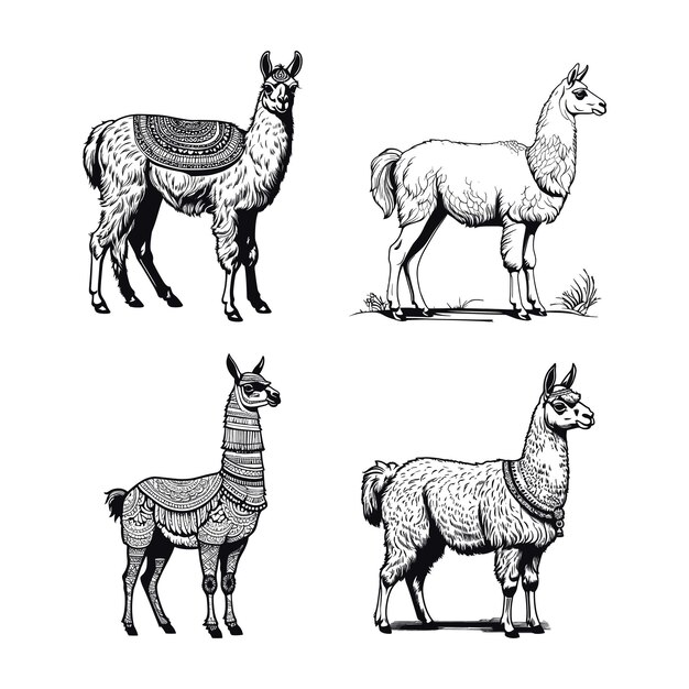 Vector a drawing of a llama with a sweater on it