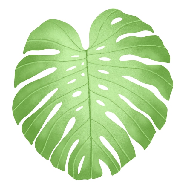 Drawing a monstera leaf Place it on a white background Vector illustration