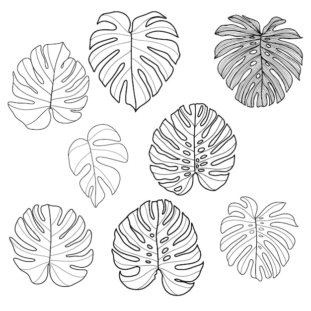 Vector drawing a monstera leaf set black and white line art place it on a white background