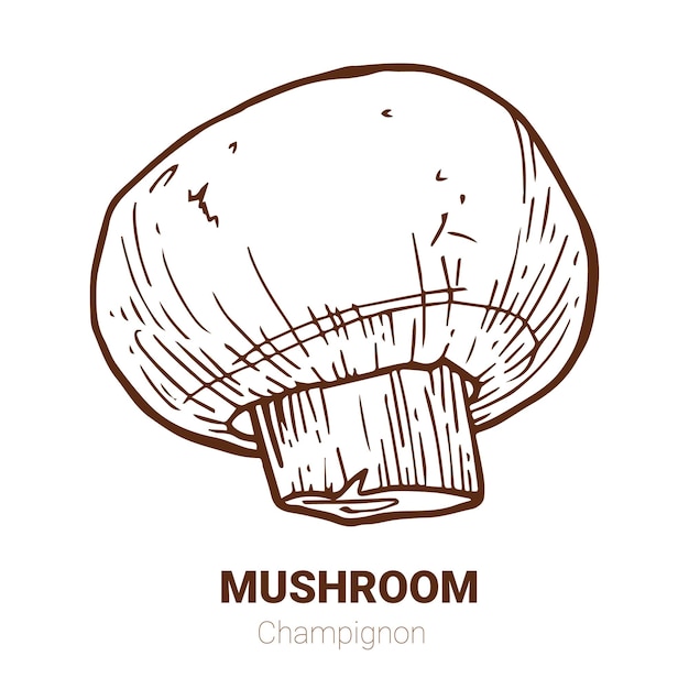 a drawing of a mushroom with the word mushroom on it