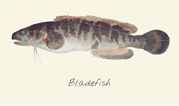 Рисование bladefish