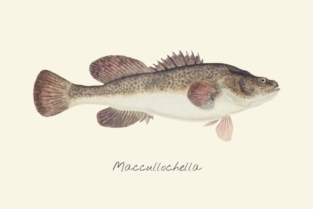 ベクトル マカクラの魚の描き方