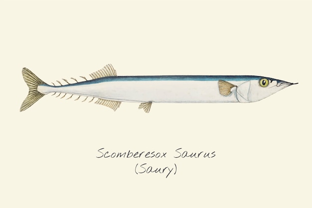 Рисунок рыбы саури