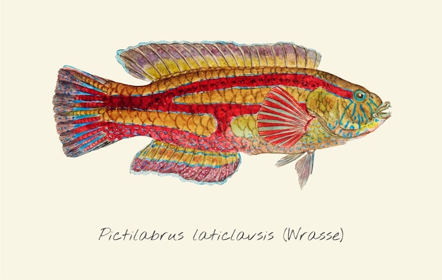 Вектор Рисование wrasse