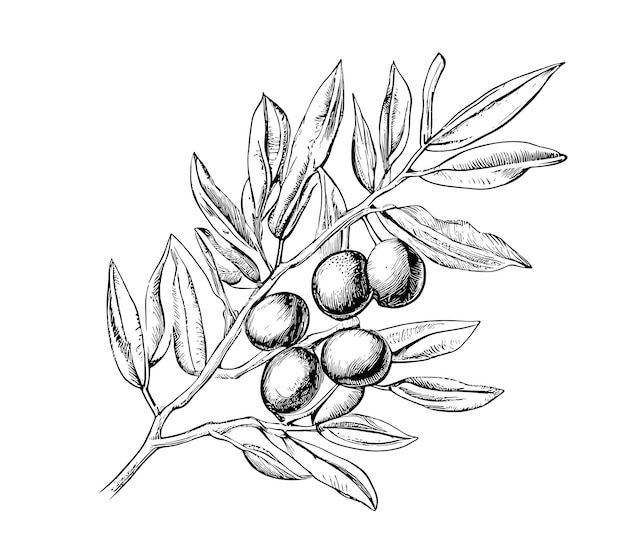 A drawing of olives on a branch
