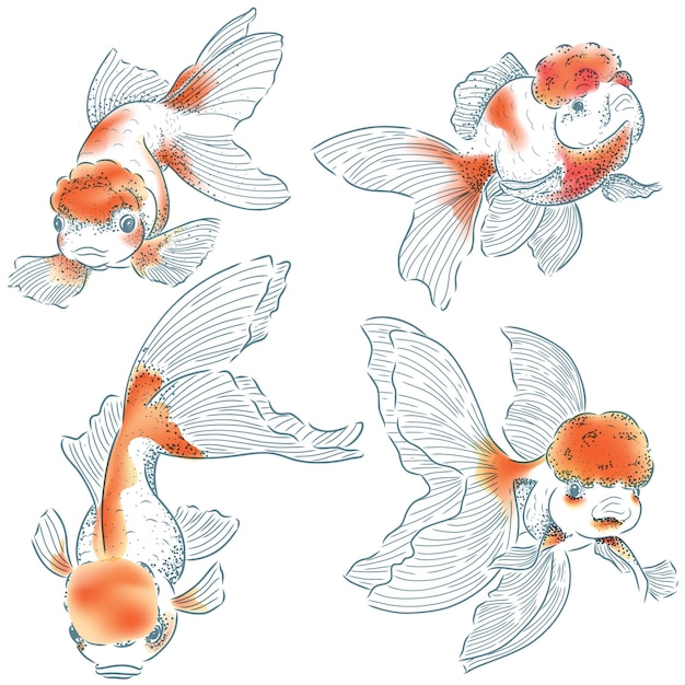 Premium Vector  Goldfish hand drawing vector illustration isolated on  white background aquarium fish vector