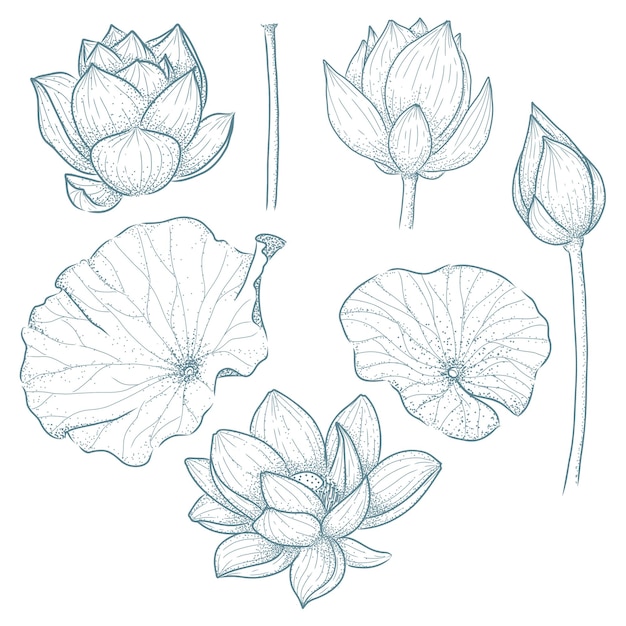 Drawing Outline Lotus flower