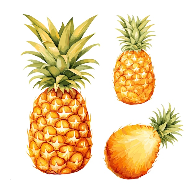 Vector a drawing of pineapples with a pineapple on it