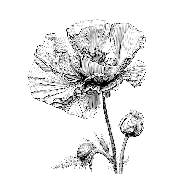 A drawing of a poppy with the word poppy on it.