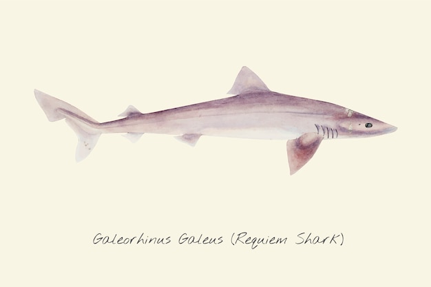 Drawing of a Requiem Shark