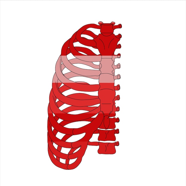 A drawing of the rib cage with the ribs labeled as rib cage.